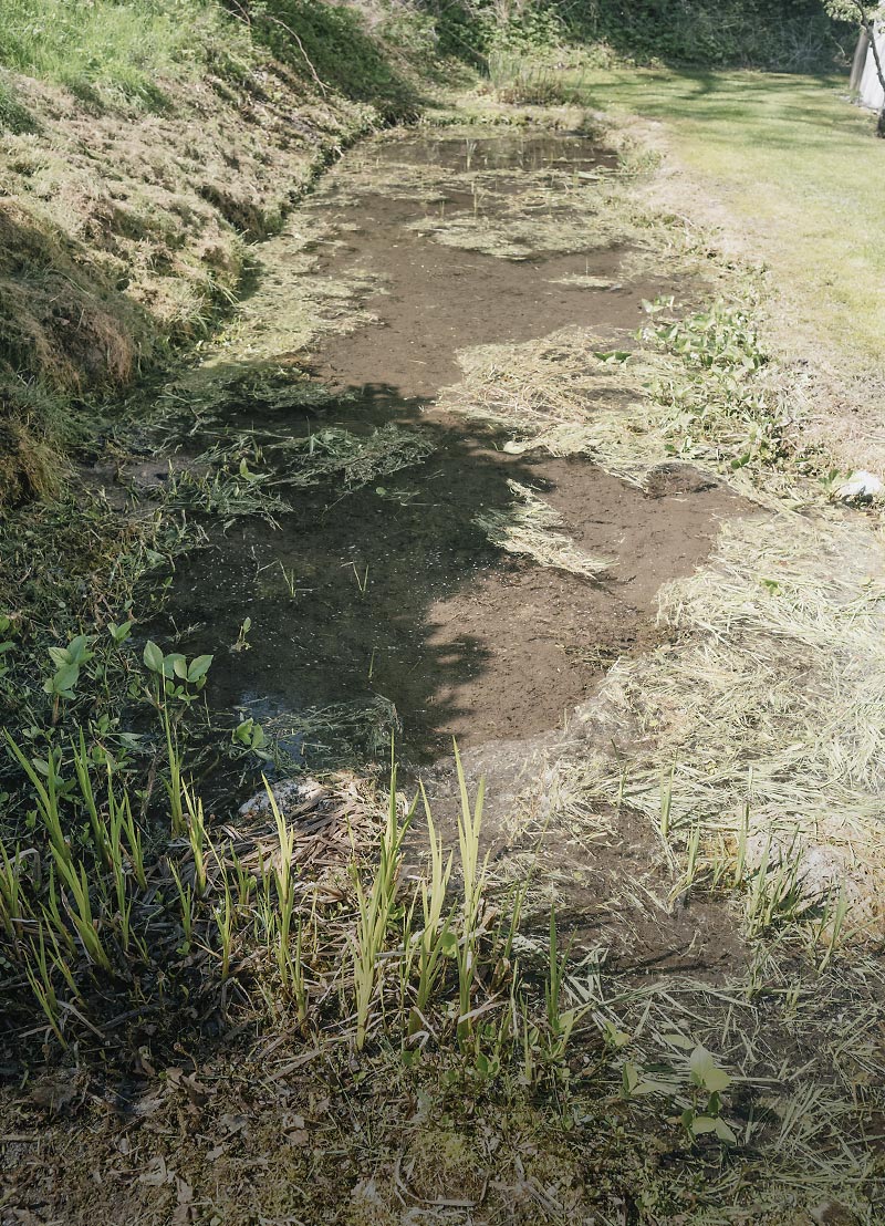 Teich vor der Teichreinigung